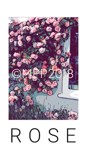 ROSE 3